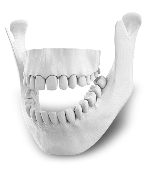 illustration of jaw bone and teeth